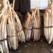 Govt Gives Big Push To Promotion Of Kashmir’s Home-Grown ‘NADRU’