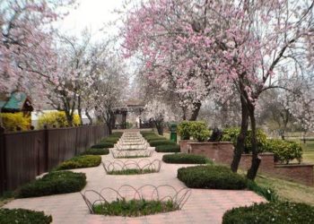 Kashmir’s Famous Garden Badamwari Thrown Open For Visitors 