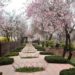 Kashmir’s Famous Garden Badamwari Thrown Open For Visitors 
