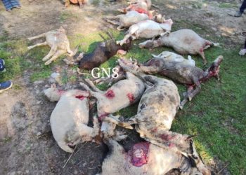 19 Sheep Killed, 15 Others Injured In Leopard Attack In Poonch