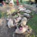 19 Sheep Killed, 15 Others Injured In Leopard Attack In Poonch