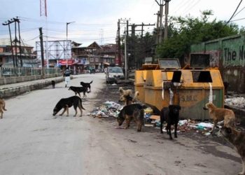 Seven Injured In Stray Dog Attacks In North Kashmir