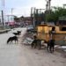 Seven Injured In Stray Dog Attacks In North Kashmir