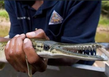 In A First, ‘Alligator Gar’ Fish Found In Dal Lake 