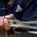 In A First, ‘Alligator Gar’ Fish Found In Dal Lake