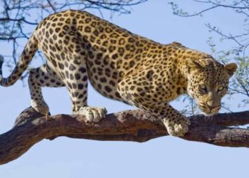 10-Year-Old Girl Killed In Leopard Attack In North Kashmir’s Uri