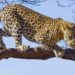 10-Year-Old Girl Killed In Leopard Attack In North Kashmir’s Uri