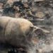 58-Yr-Old Woman Dies As Fire Damages Two Houses In Srinagar