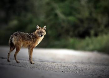 5 Injured After Being Bitten By Jackal In Sopore