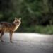 5 Injured After Being Bitten By Jackal In Sopore