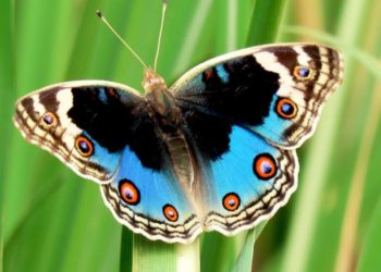 Blue Pansy Declared As ‘Butterfly Of J&K’