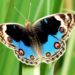 Blue Pansy Declared As ‘Butterfly Of J&K’