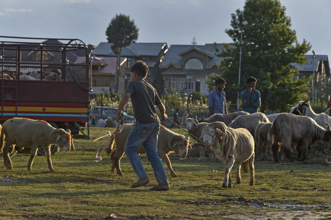 Avoid Dumping Hides, Offal Of Sacrificial Animals Into Water Bodies: LCMA