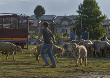 Avoid Dumping Hides, Offal Of Sacrificial Animals Into Water Bodies: LCMA