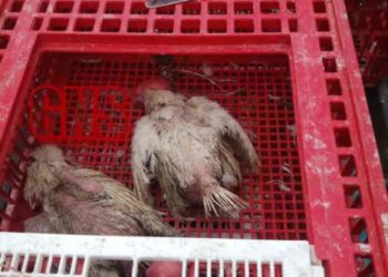 Food Safety Team Seizes 10 Quintals Of Unhygienic Chicken In Srinagar