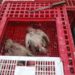 Food Safety Team Seizes 10 Quintals Of Unhygienic Chicken In Srinagar