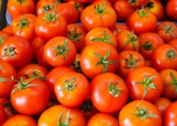 ‘Red Gold’ Tomato Prices Skyrocket To 3000 For Each Crate