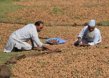 Foreign Walnuts Invade Markets, Affect Kashmir’s Walnut Industry 