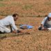 Foreign Walnuts Invade Markets, Affect Kashmir’s Walnut Industry 