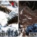 Snowless Winter In Kashmir: Satellite Images Reveal Stark Winter Landscape