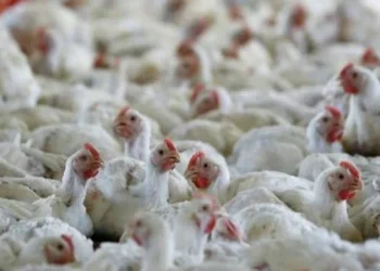 2,000 Chickens Burnt Alive As Fire Engulfs Poultry Farm In Jammu