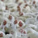 2,000 Chickens Burnt Alive As Fire Engulfs Poultry Farm In Jammu