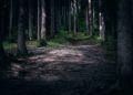 Dry Spell: Entry Into Forests, Wildlife Protected Areas Banned In Kashmir