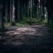 Dry Spell: Entry Into Forests, Wildlife Protected Areas Banned In Kashmir