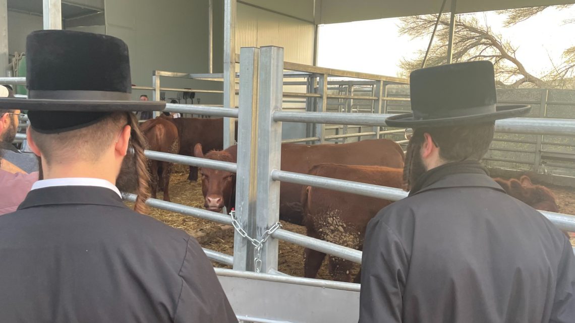 Israelis Tend Red Cows And Plan ‘The Third Temple, Beckoning The Messiah’