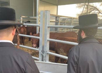Israelis Tend Red Cows And Plan ‘The Third Temple, Beckoning The Messiah’
