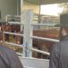 Israelis Tend Red Cows And Plan ‘The Third Temple, Beckoning The Messiah’