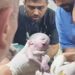 Genocide: Baby Saved From Dead Mother’s Womb After Israeli Strike