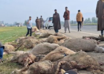 Speeding Vehicle Crushes 60 Sheep, Injures 40 In South Kashmir’s Kulgam