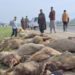 Speeding Vehicle Crushes 60 Sheep, Injures 40 In South Kashmir’s Kulgam