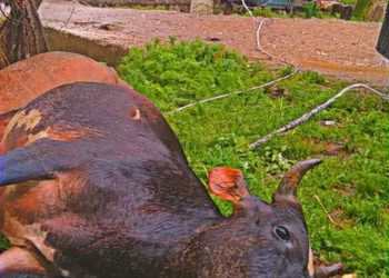 ‘Faulty Service-Line’ Leaves Two Livestock Animals Dead In Kupwara, Locals Allege PDD of Negligent Approach
