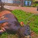 ‘Faulty Service-Line’ Leaves Two Livestock Animals Dead In Kupwara, Locals Allege PDD of Negligent Approach