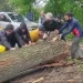 Windstorm Hits North Kashmir Parts, No Causalities Reported 