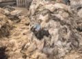 Eid-ul-Adha: Improper Disposal of Animal Waste Poses Health Risks 