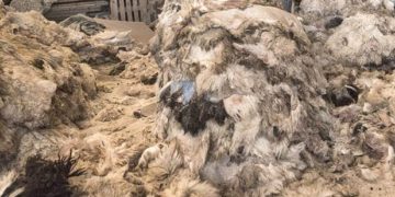 Eid-ul-Adha: Improper Disposal of Animal Waste Poses Health Risks 