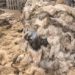 Eid-ul-Adha: Improper Disposal of Animal Waste Poses Health Risks