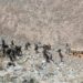 6 Dead, 22 Injured As School Bus Plunges Into Gorge In Ladakh