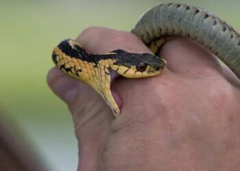 Snake Bites 14-Year-Old Boy In Srinagar’s Rajbagh