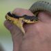 Snake Bites 14-Year-Old Boy In Srinagar’s Rajbagh