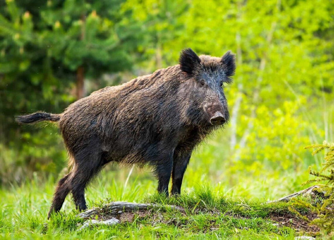 Dachigam’s Wild Boars Make Their Way to Boulevard, Confirms Wildlife Department