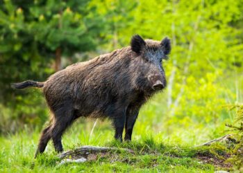 Dachigam’s Wild Boars Make Their Way to Boulevard, Confirms Wildlife Department