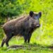 Dachigam’s Wild Boars Make Their Way to Boulevard, Confirms Wildlife Department