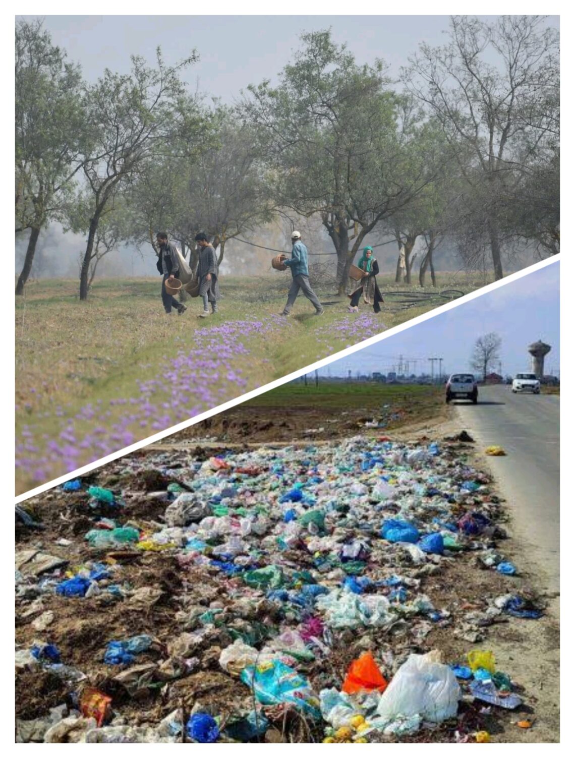 Saffron Fields at Risk as Pampore Residents Urge Shift of Garbage Dumping Site