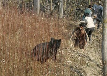Man-Animal Conflict Claims One Life Every Month In Kashmir