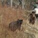 Man-Animal Conflict Claims One Life Every Month In Kashmir