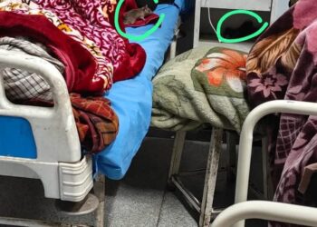 Patients Suffer as Rat Menace Grips RIMS in GMC Anantnag